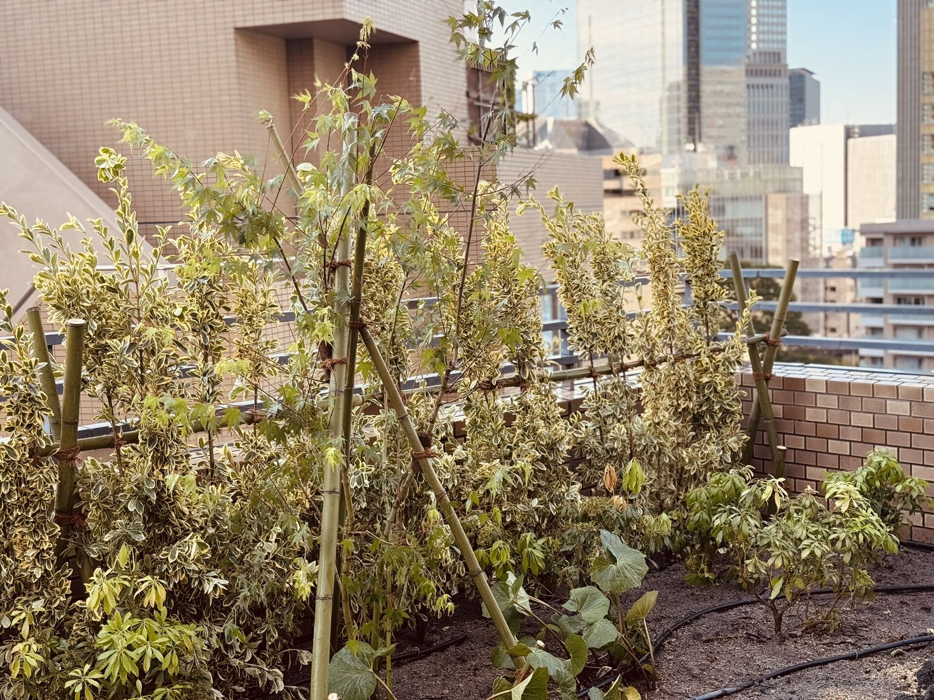 植栽工事　【あきる野市の造園会社　株式会社 川内谷】